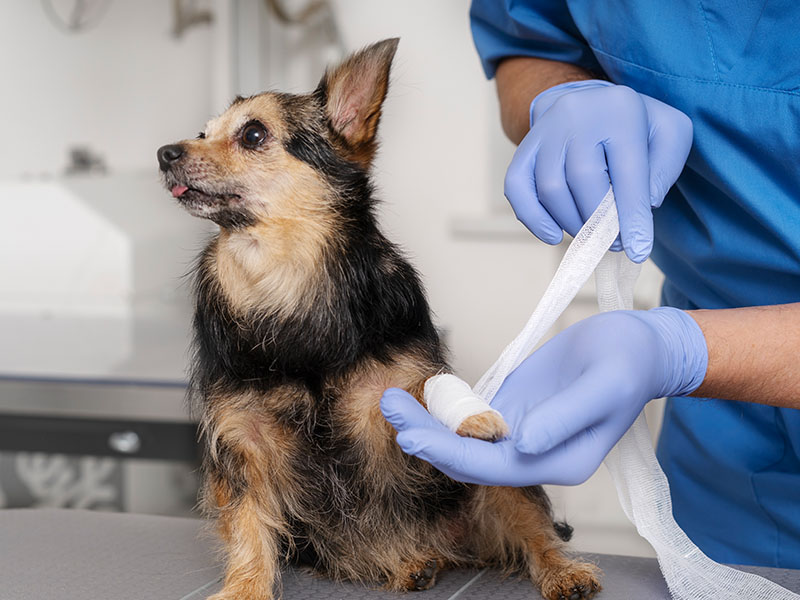 Orthopedic surgeries for pets in Dubai