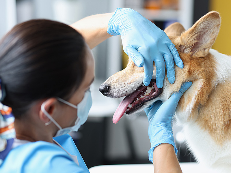 Dental Care for Pets in Dubai