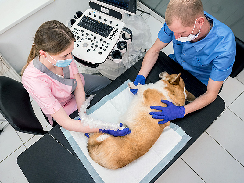 Ultrasound for Pets in Dubai