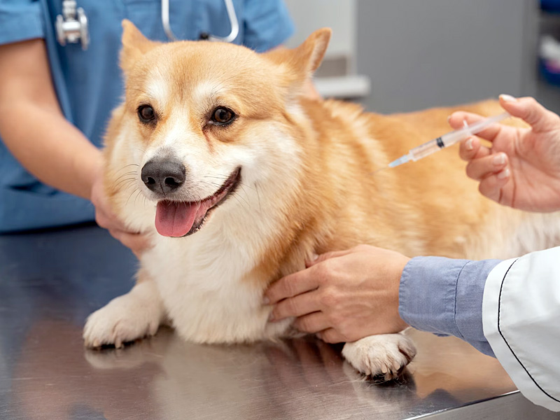 Vaccinations and Micro-chipping for pets in Dubai