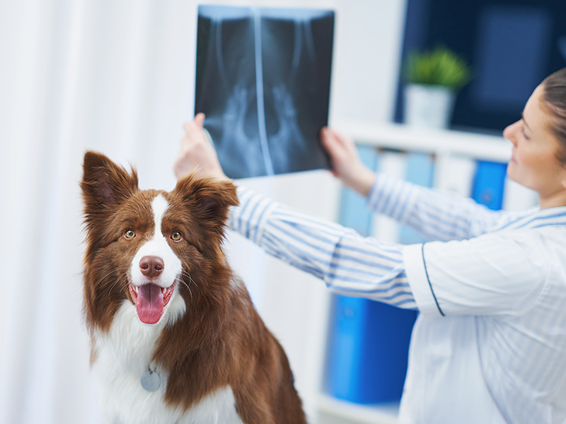 X-ray for Pets in Dubai