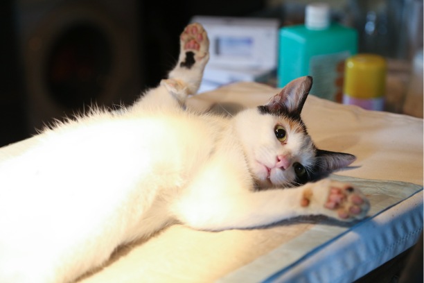 Cat spaying and neutering in Dubai