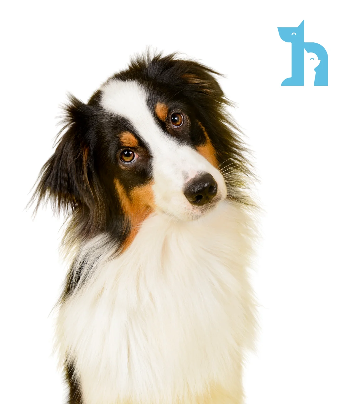 Harmony Vet Clinic Dubai